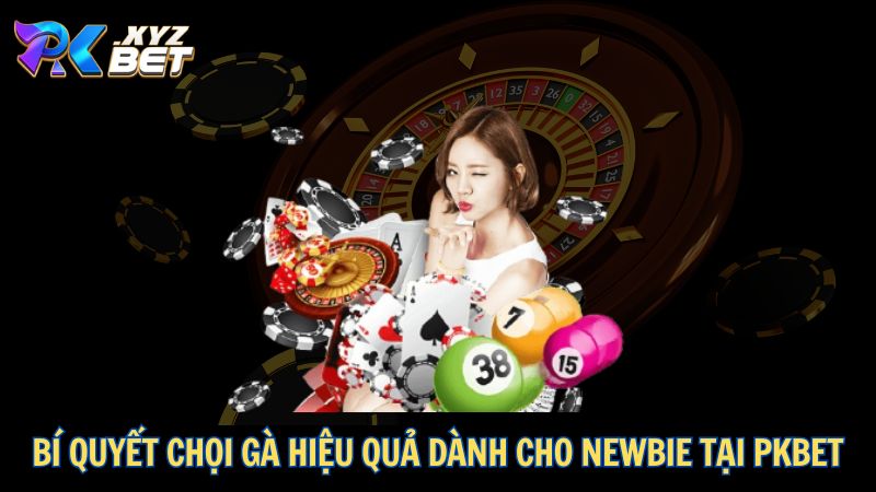 Đá Gà PKBET – Sân Chơi Đỉnh Cao Dành Cho Kê Thủ 6 Bí quyết chọi gà hiệu quả dành cho newbie tại PKBET